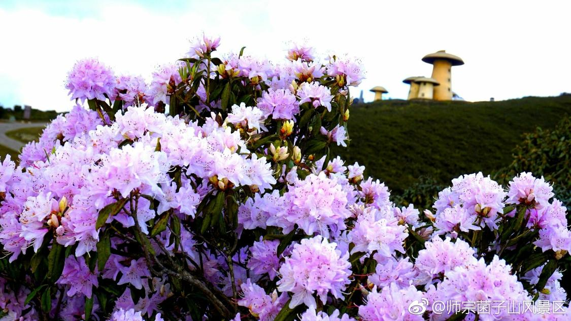 想和你去四月的春天里坐坐